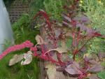 Amaranthus cruentus x A. powellii (seeds)